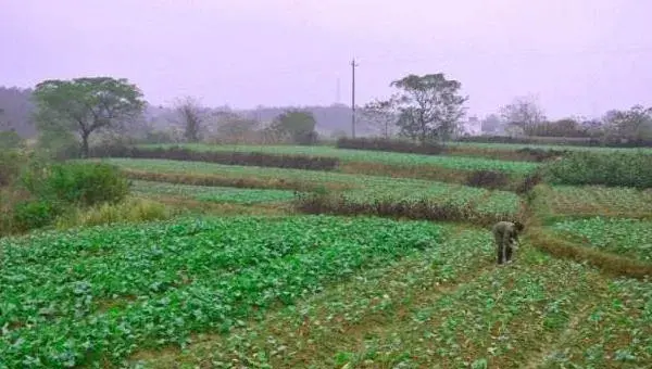 油菜菌核病防治时间