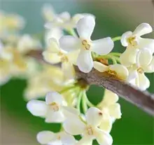 桂花的施肥技术