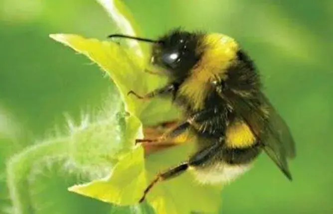 生物防治和治疗害虫新技术：以虫治虫 节本增效