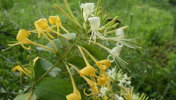 适合农村种植的药材品种