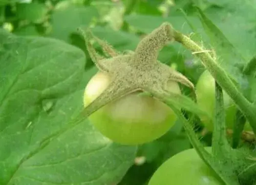 春天棚室蔬菜病虫害防治和治疗重点