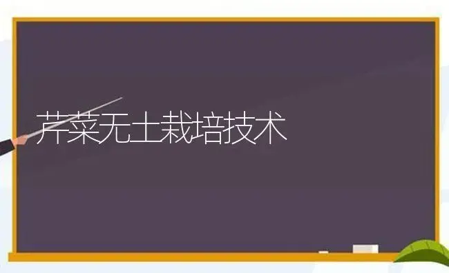 芹菜无土栽培技术 | 蔬菜种植