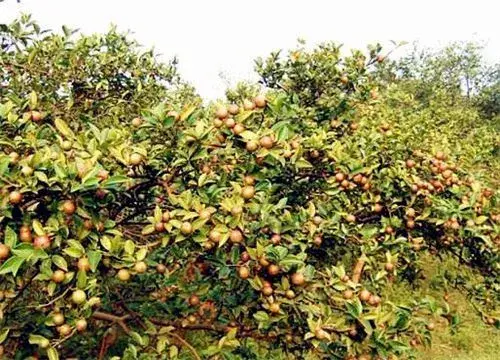 油茶什么时间种植？种植经济效益怎么样？