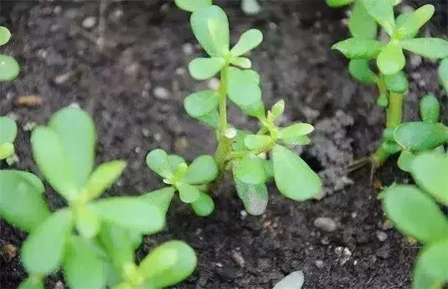 马齿苋繁育办法