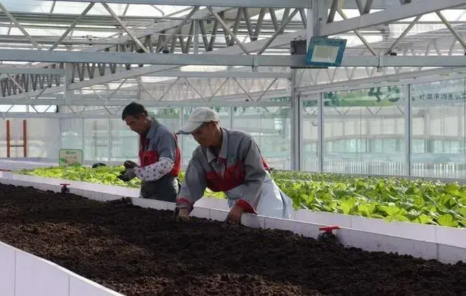 “智能栽培床”一年能够栽培蔬菜16茬，亩产值可达100多万元！