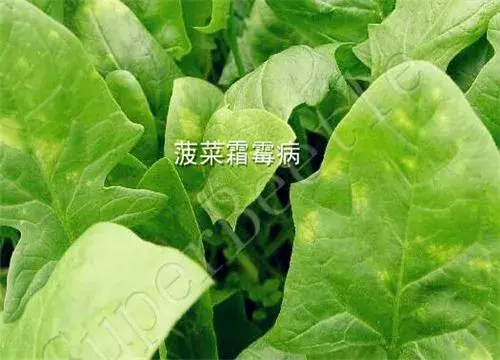 图片：菠菜霜霉病怎么防治？打什么药好？