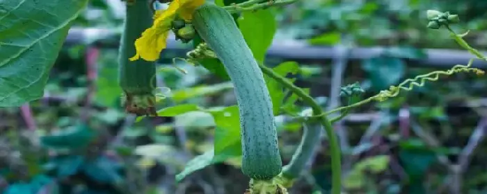 怎样种植丝瓜 盆栽丝瓜的种植方法