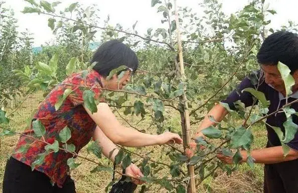 果树夏天修剪技术要点