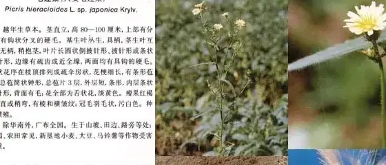 菊科杂草