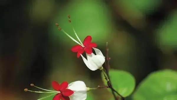 龙吐珠怎么浇水（多久浇一次） 龙吐珠怎么施肥