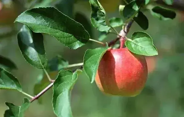 苹果常见病害防治指南