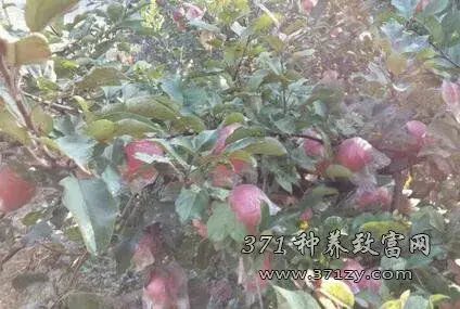 红富士苹果树几年结果?亩产量是多少