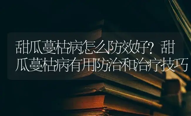 甜瓜蔓枯病怎么防效好？甜瓜蔓枯病有用防治和治疗技巧 | 蔬菜种植