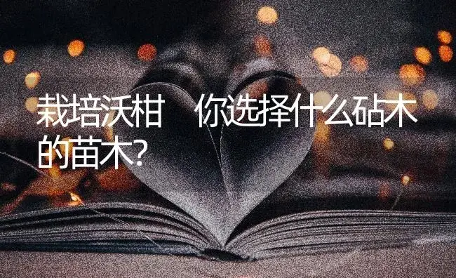 栽培沃柑 你选择什么砧木的苗木？ | 蔬菜种植