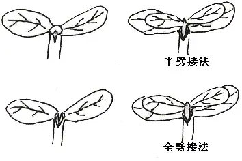 一文速懂蔬菜嫁接技术 两种工具、三个办法、四大要点全总结