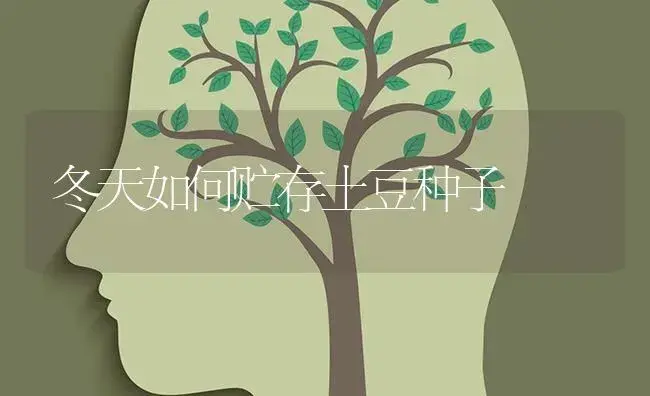 冬天如何贮存土豆种子 | 蔬菜种植