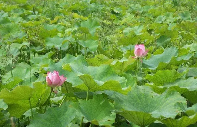 藕田施肥手法及小心事项