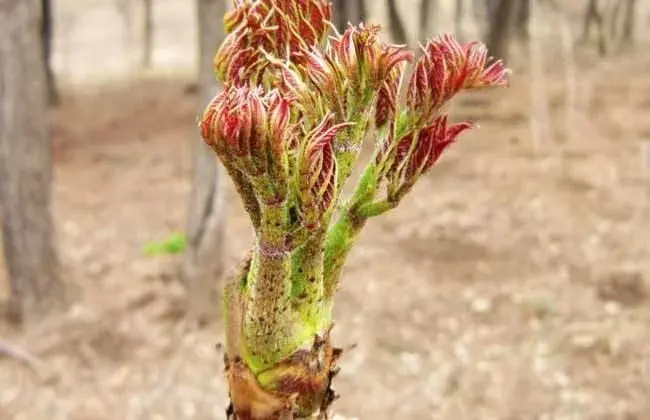 刺老芽怎么栽培