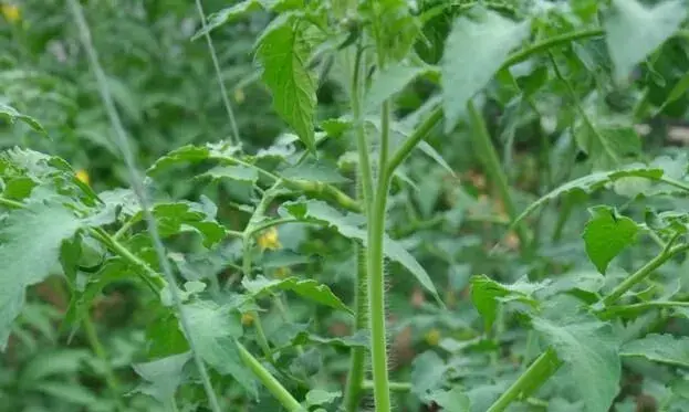 天气转暖夜温难控，蔬菜植株疯长不座果怎么办？