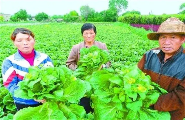 娃娃菜不包心的 因素及应对办法