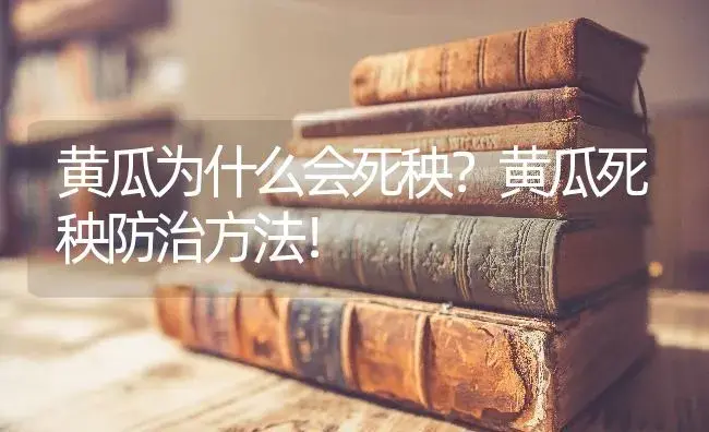 黄瓜为什么会死秧？黄瓜死秧防治方法！ | 蔬菜种植