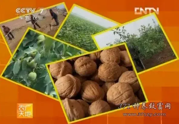 清香核桃种植技术：幼树的管理