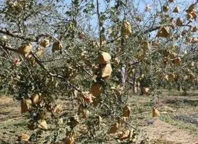 苹果树遭遇冰雹灾害后怎样补救