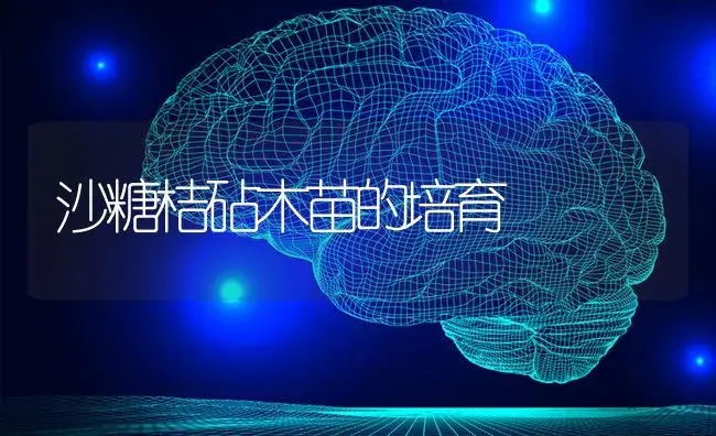 沙糖桔砧木苗的培育 | 蔬菜种植