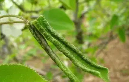 梨木虱的农业及药剂防治措施