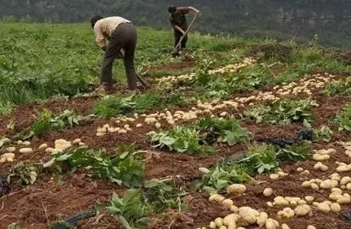 伏牛山来的“新薯农”点子真多