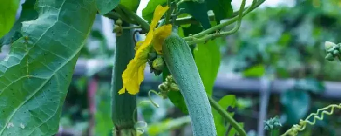 大棚丝瓜种植技术