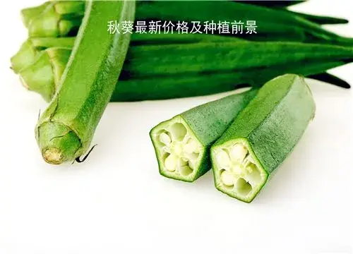 秋葵最新价格在多少钱一斤？2019年种植前景如何？