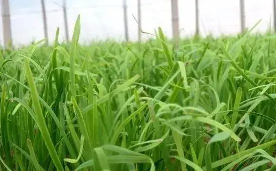 韭黄种植技术，附韭黄的疾病防治