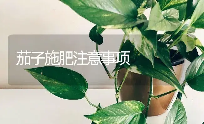 茄子施肥注意事项 | 蔬菜种植