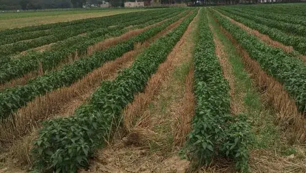 朝天椒种植时间和方法，3月中旬播种，需积极施肥保证产量