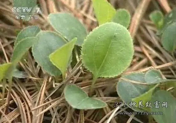 中药材苍术栽培技术视频