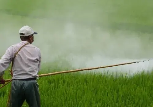 草本植物甜瓜的种植技术和整枝摘心管理介绍。