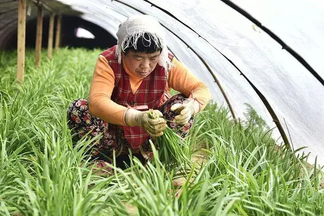 韭菜移栽好还是播种好？怎样才能年年高产稳产？