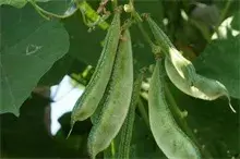 日光温室冬豆角种植技术