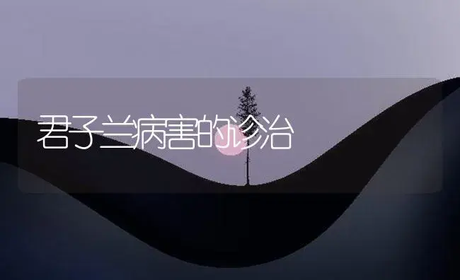 君子兰病害的诊治 | 植物病虫害