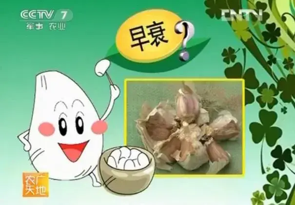 大蒜形成早衰是什么起因，如何预防大蒜早衰？