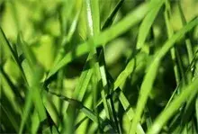 秋季种植韭菜需注意养根