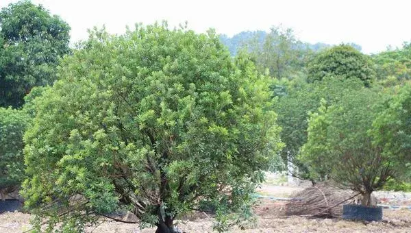 杨梅树苗怎么种植？技术要点是合理施肥促进产量