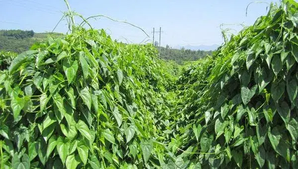 紫山药种植技术