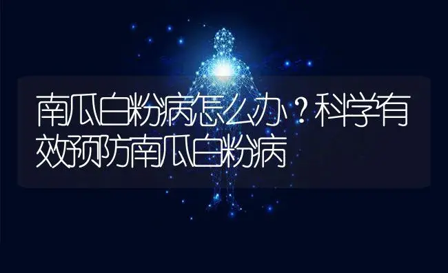 南瓜白粉病怎么办？科学有效预防南瓜白粉病 | 蔬菜种植