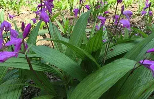 白芨栽培措施及种苗价格信息