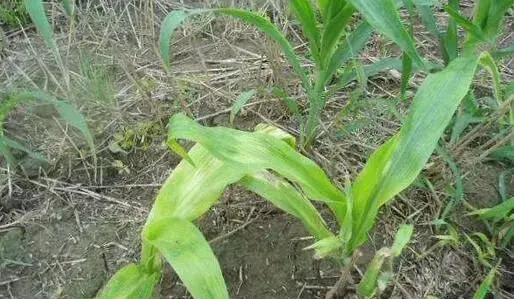 除草剂药害分哪几类？