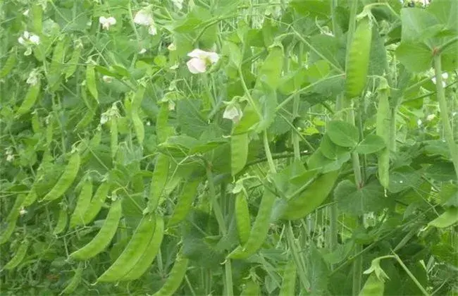 荷兰豆该怎么栽培