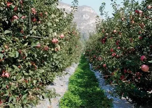 8月下旬苹果园土肥水咋管理