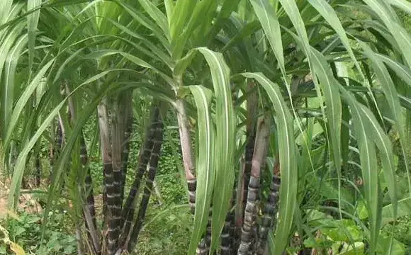 甘蔗除草剂的常见误区